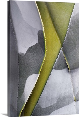 Grey Pattern on Green Leaf