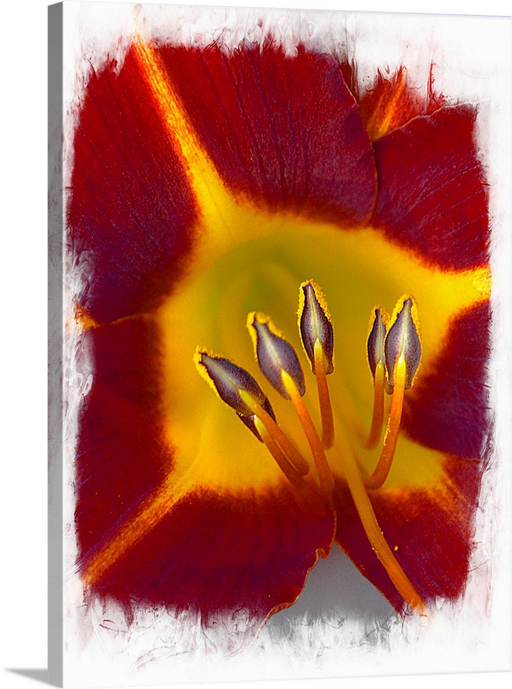 A macro photograph of a red and yellow flower.
