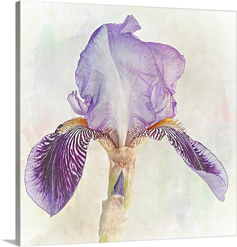 Iris Wall Art, Canvas Prints, Framed Prints, Wall Peels | Great Big Canvas