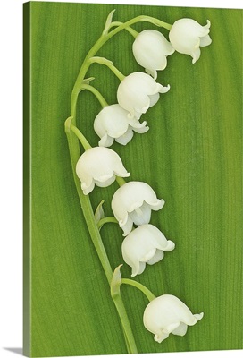Lily of the Valley on Greenery