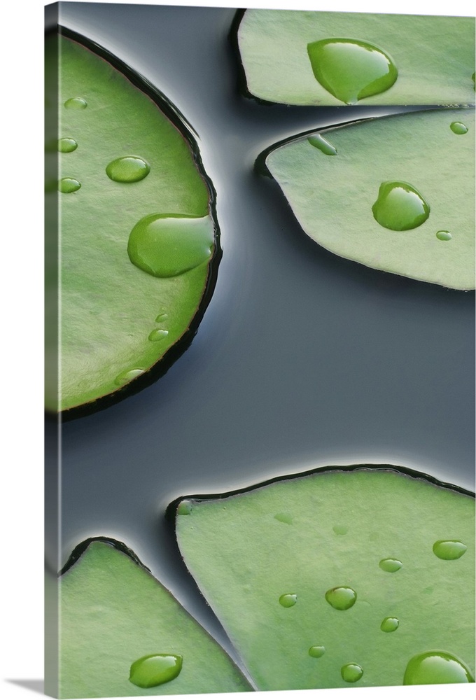 Photograph taken closely of lily pads with large water droplets on them as they sit on the surface of water.