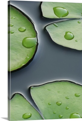 Lilypads on Black Water
