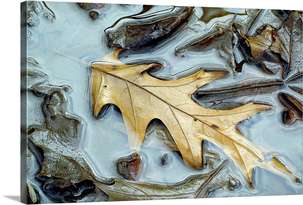 A bright oak leaf rests slightly submerged in a puddle among other, darker leaves.