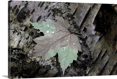 Maple Green Amid Grey Stump