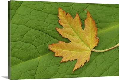 Maple on a Green Giant