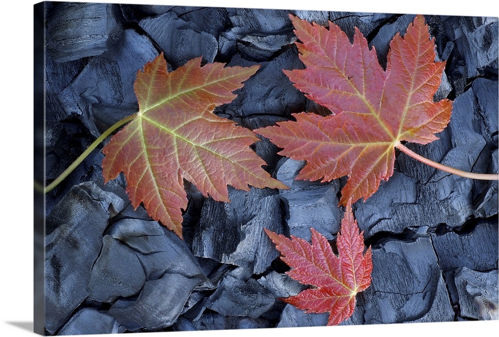 Three maple leaves of different sizes lay across pieces of slate.
