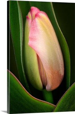 New Tulip