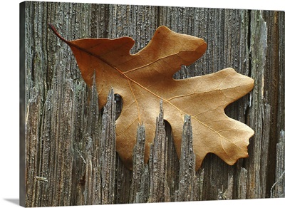 Oak Leaf In Stump