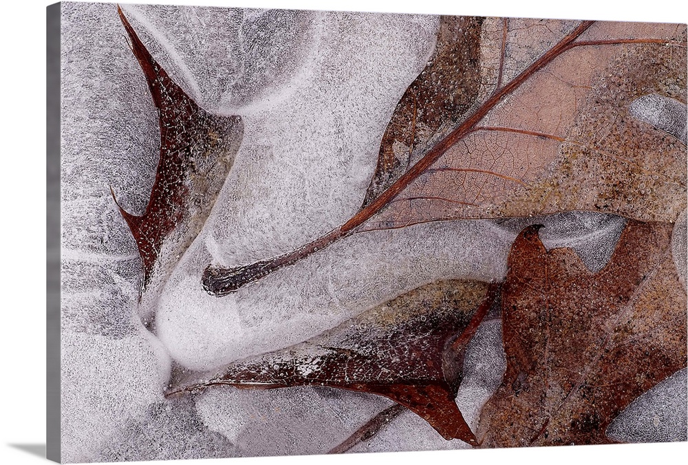 Closely taken photograph of oak tree leaves that have frozen under ice and some that lay on top of it frost bitten.