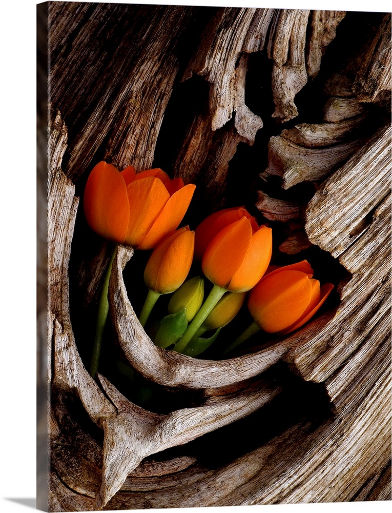 Large photograph focuses on a arrangement of vibrantly colored flowers resting in an open pocket within the base of a tall...