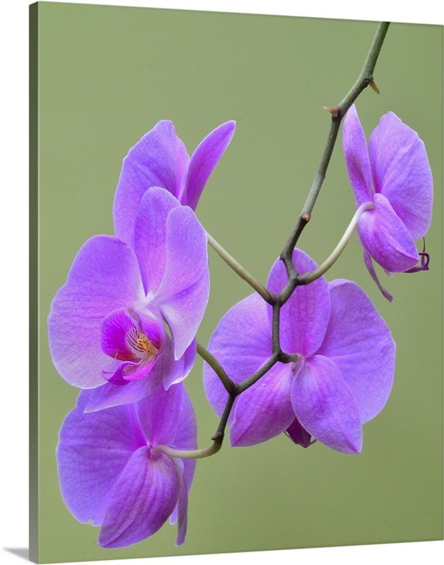 Orchids | Great Big Canvas