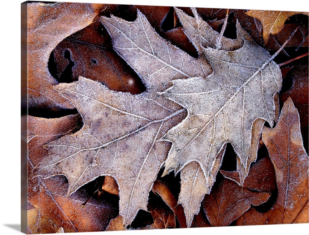 This nature close up photograph shows a small cluster of fallen leaves that been lightly coated with ice in the night.