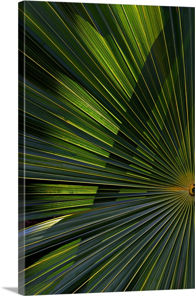 A detailed photograph of a palm branch that is back lit causing highlights on the leaves.