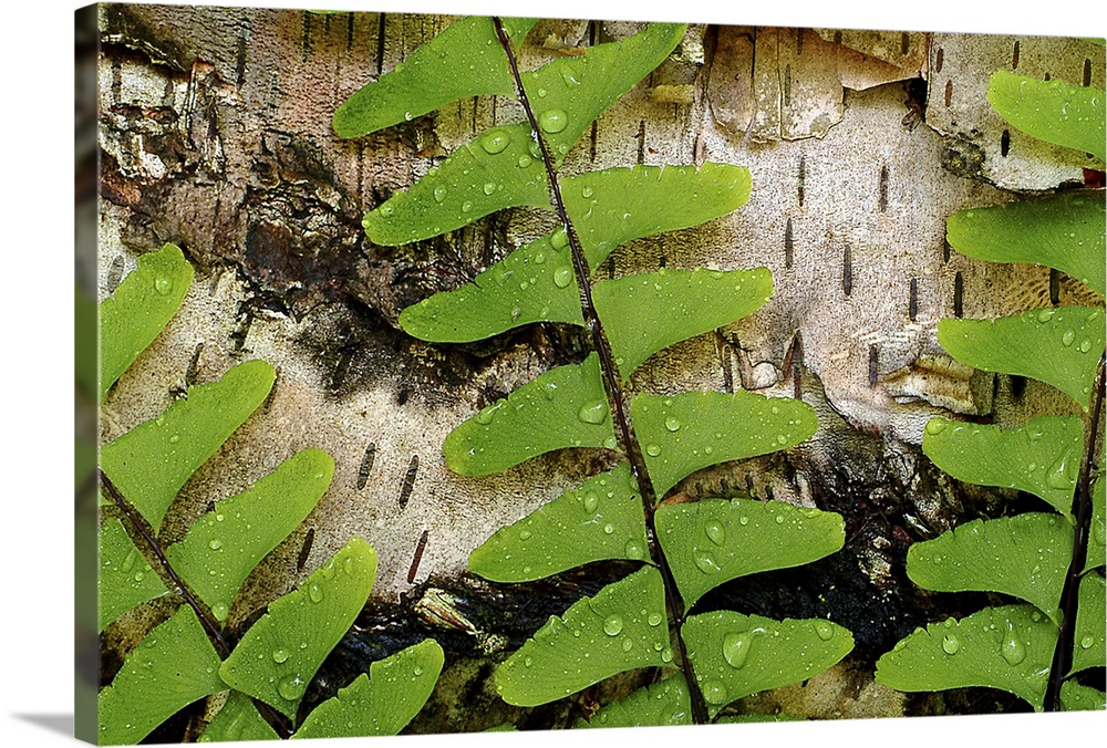 Photograph of three green leaf branches fanned out in front of the peeling bark of a birch tree.