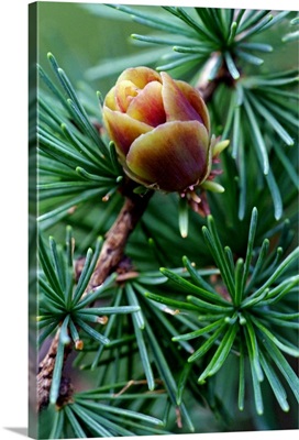 Pine Blossom