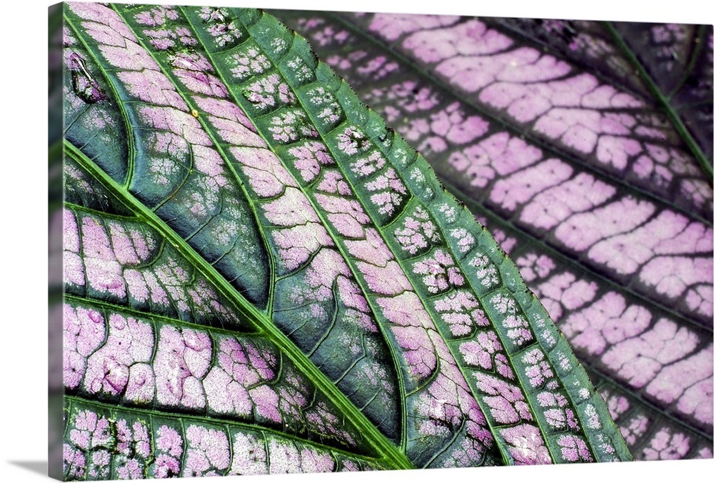 Pink and Green Variegated Leaves Wall Art, Canvas Prints, Framed Prints