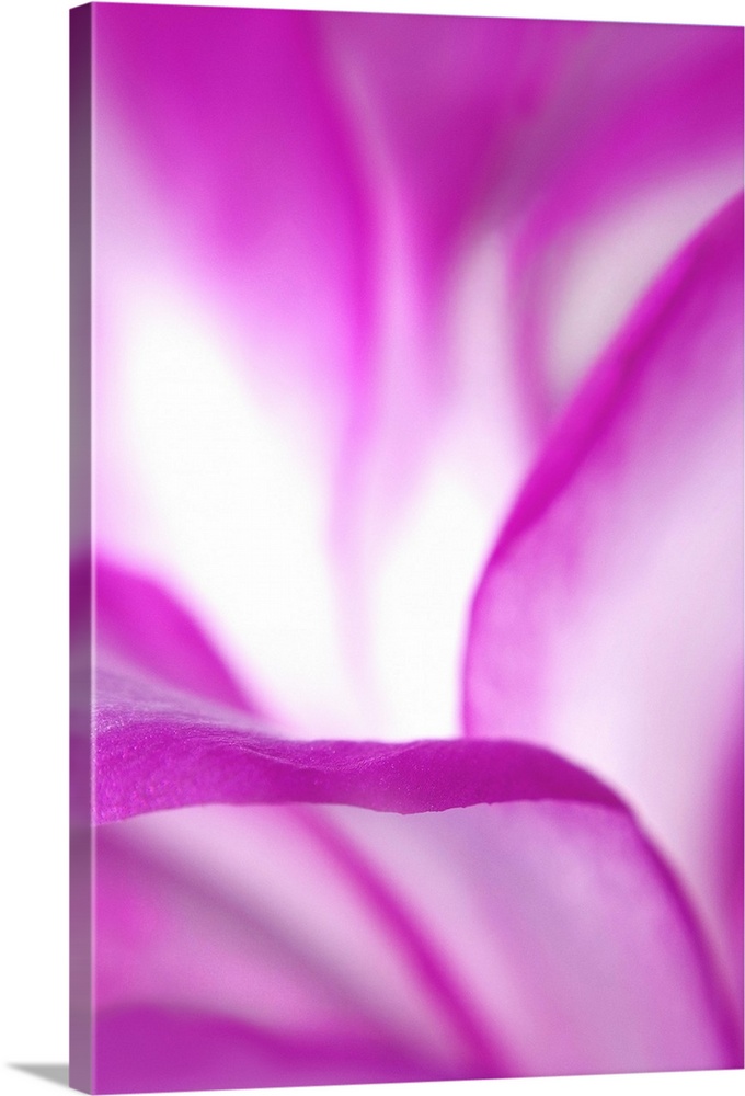 Vertical, large, close up photograph of bright flower petals, the petals in the foreground are in focus, while background ...