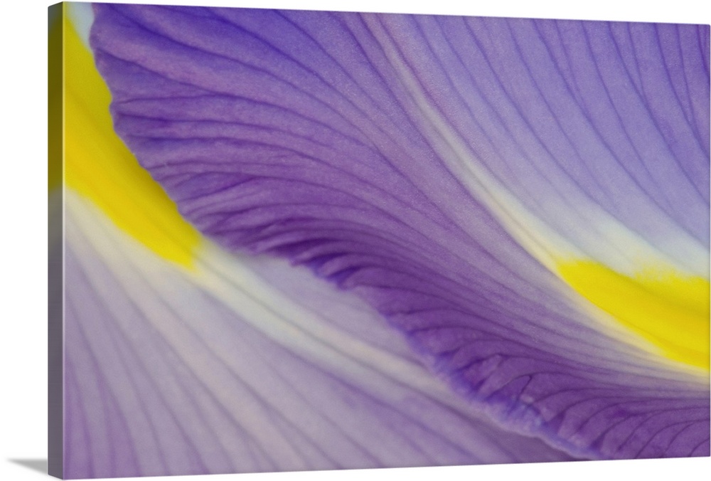Huge photograph focuses on a close-up of two vividly colored flower petals.