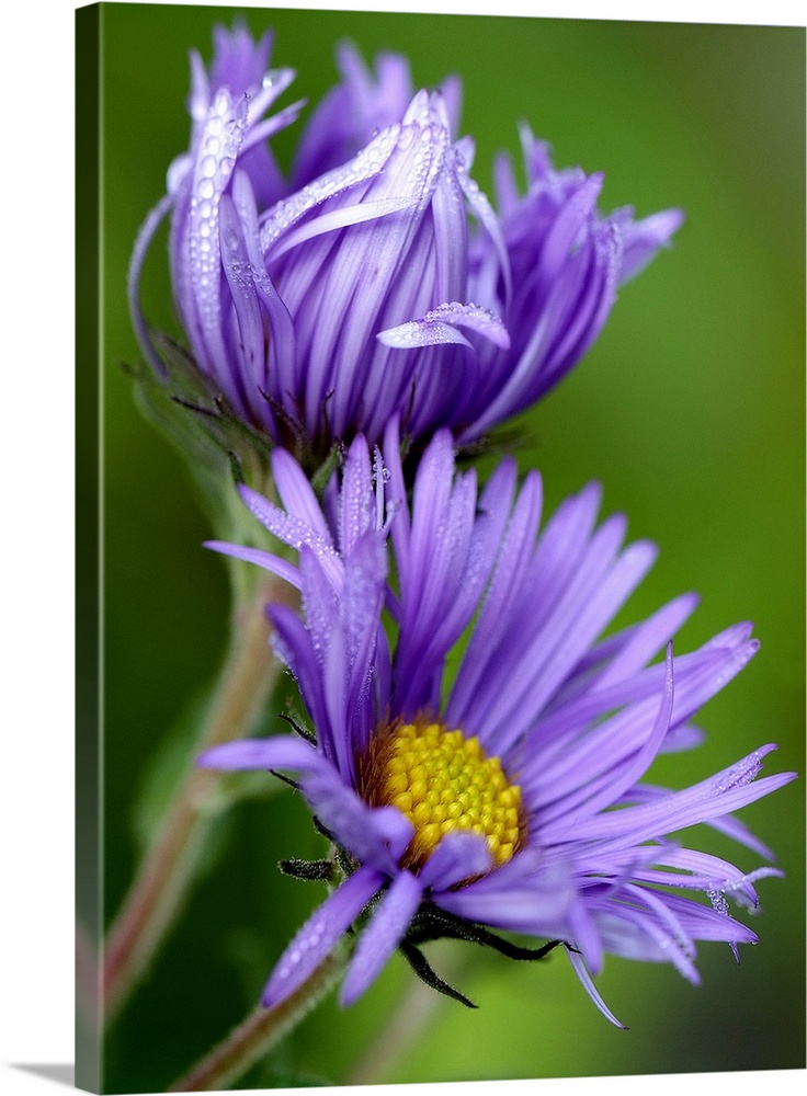 Large close up photograph of two purple aster flowers in the morning sun, with petals covered in small dew droplets.