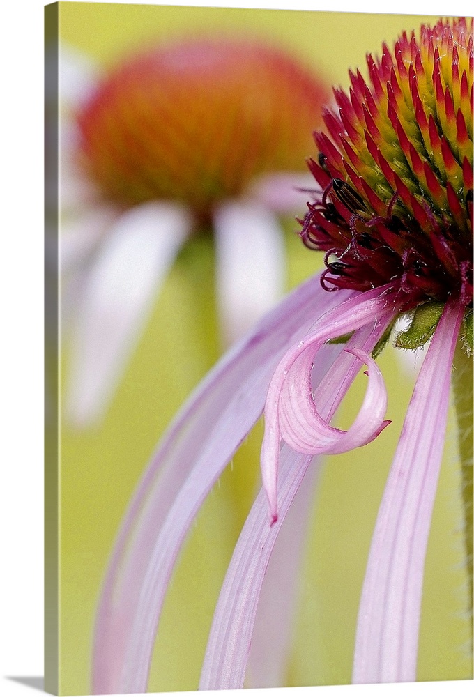 Purple Cone Flower Petal Detail