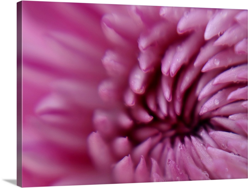 This is an extreme close up photograph of drops of water on a flower on a horizontal canvas.