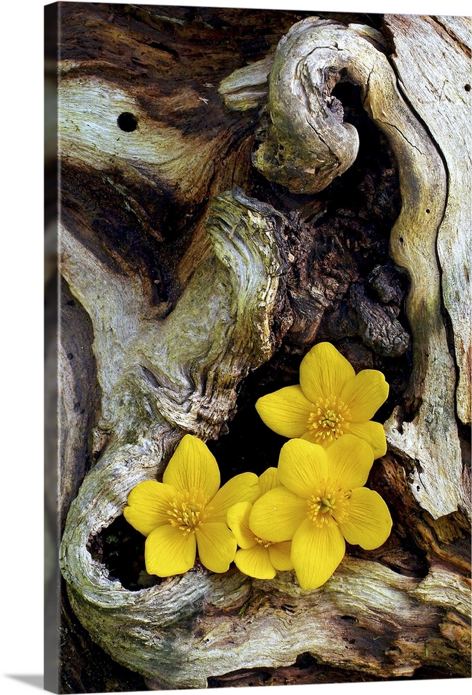 Large photograph includes four brightly colored flowers sitting within the open space of a very distressed and warped tree.