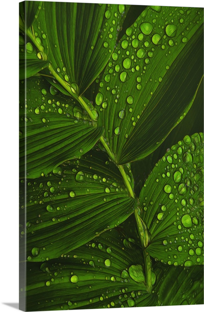 Close-up photograph of bright green dew drop covered leaves.