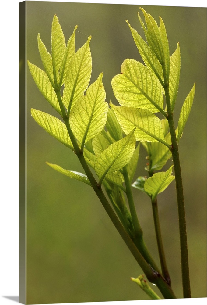 Oversized, vertical, close up photograph of small green leaves at the end of a branch, that appear to be reaching upward t...