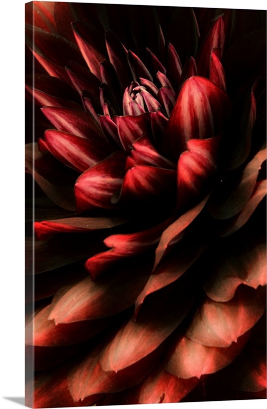 Red Dahlia | Great Big Canvas