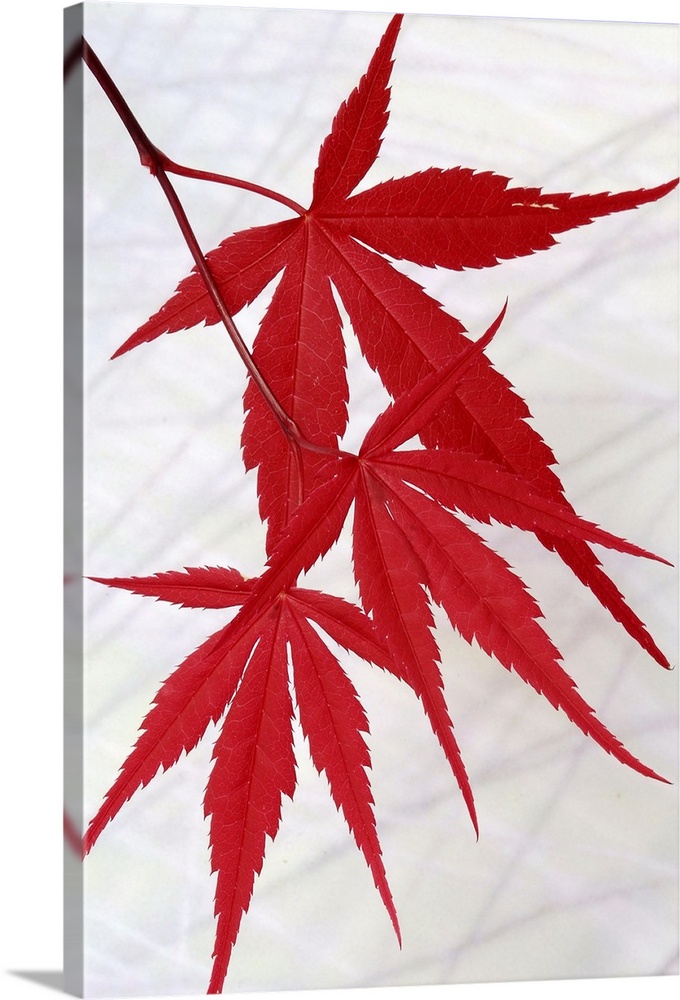 japanese maple leaves art