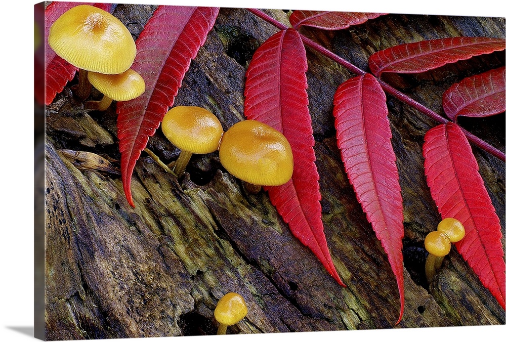 Decorative artwork for the home of office of red leaves laying on tree bark with small mushrooms sprouting from that bark.