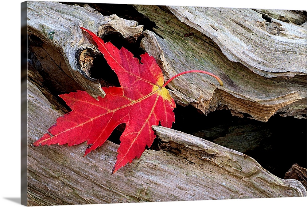 Huge photograph focuses on a leaf that is stranded in an open section of a roughly textured log.