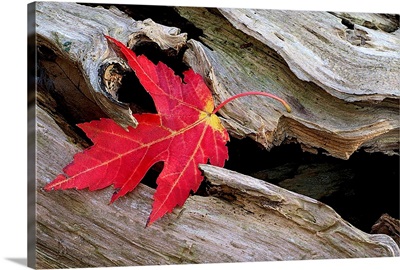 Red Maple Caught in the Mouth of a Log