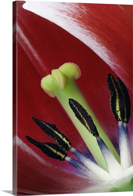 Red Tulip Center Detail