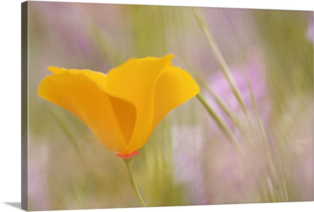 This photograph is a close up of a single yellow flower with the background mainly out of focus.