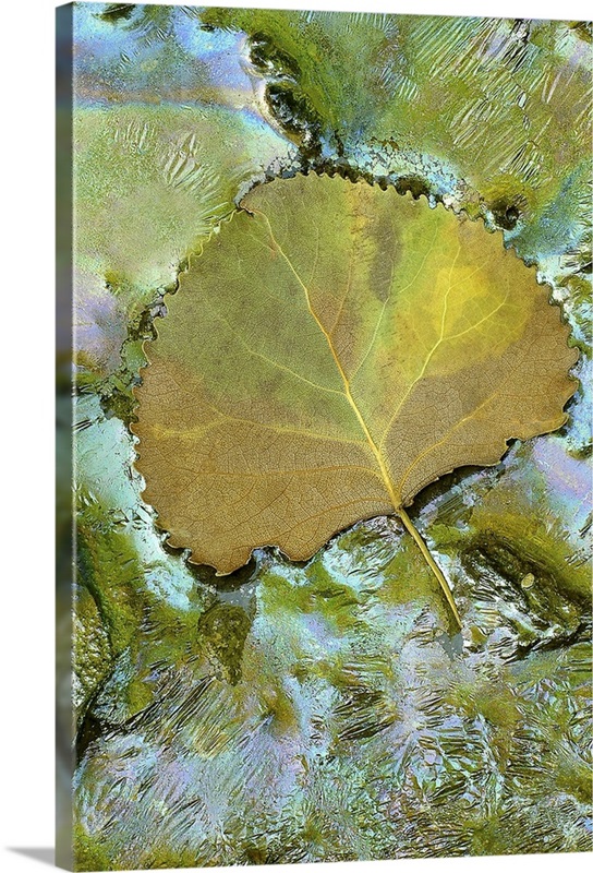 Single Rainbow Leaf Wall Art, Canvas Prints, Framed Prints, Wall Peels