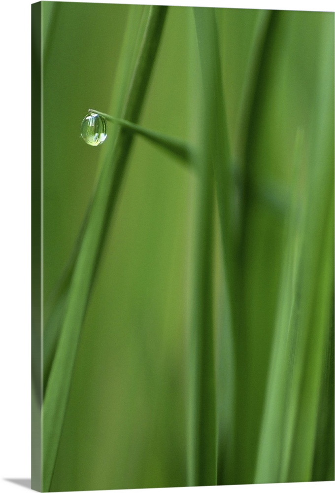 Photograph taken closely of blades of grass with a single water droplet hanging from one blade of grass.