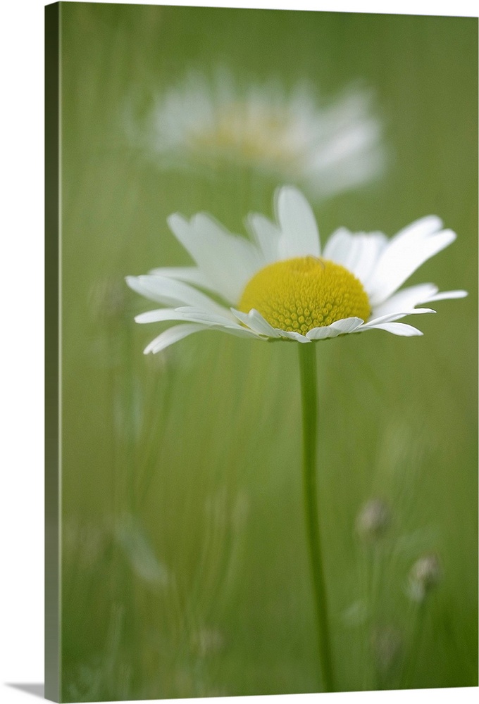 Photograph taken of a single daisy with another flower and the background out of focus.