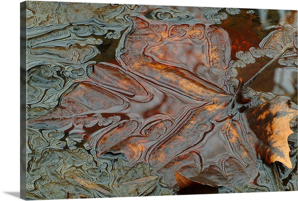 Sinking Copper Leaf Wall Art, Canvas Prints, Framed Prints, Wall Peels