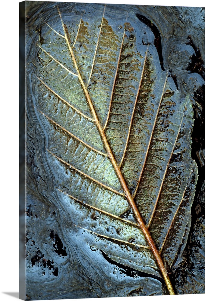 A close up nature photograph that has taken on some abstract qualities; a leaf is submerged in mud face down causing the v...