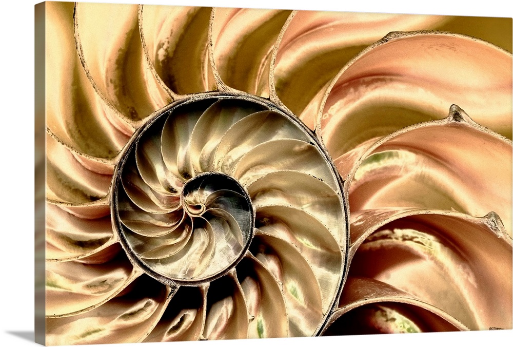 Wall art for the office or modern home this is a macro photograph close up of a bisected nautilus shell.