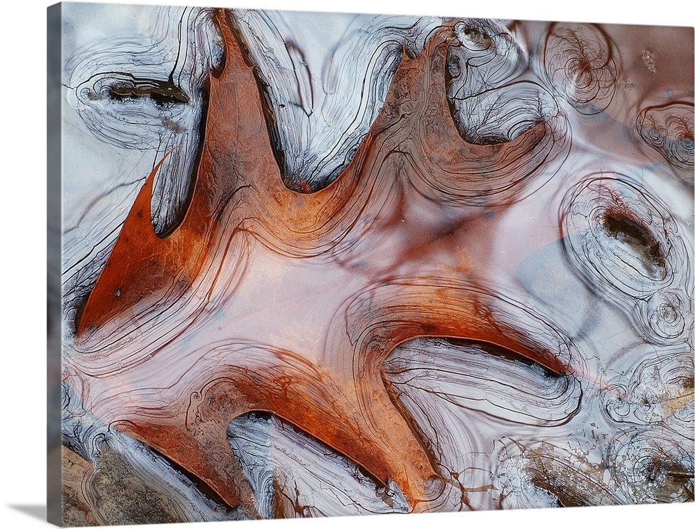 Extreme close up an autumn leaf submerged in water.