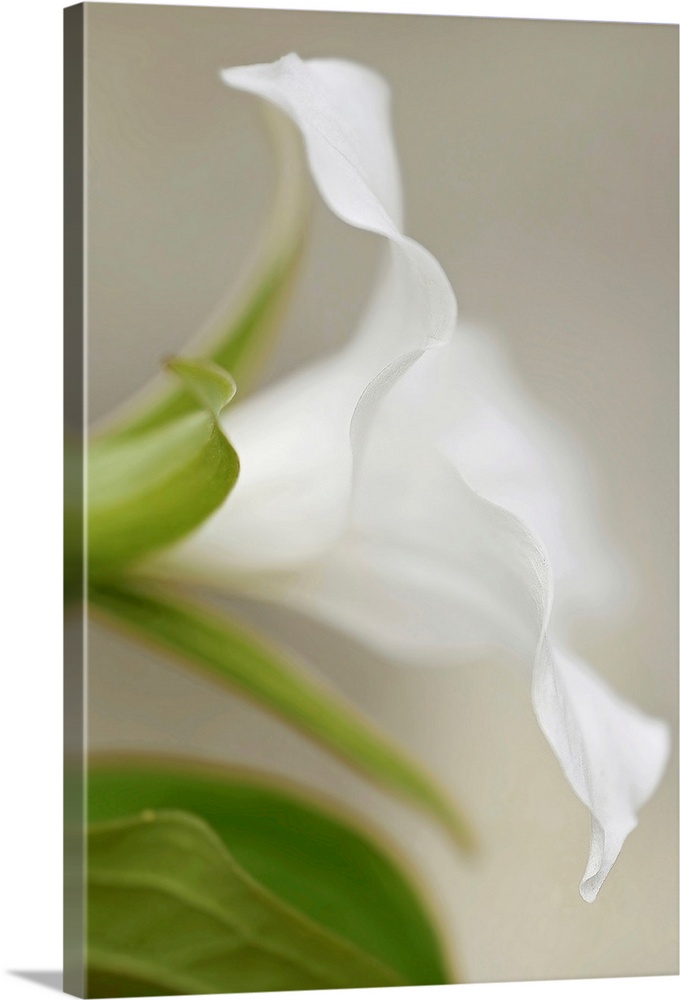 Giant photograph displays an intense close-up of a flower under soft focus.