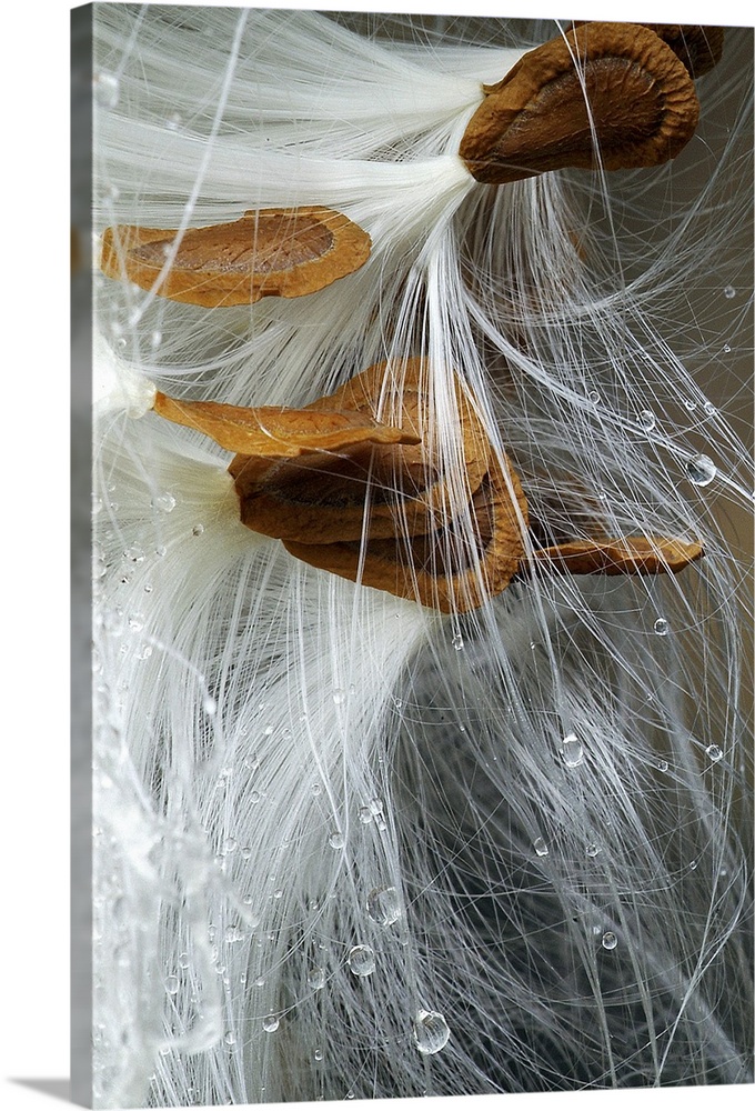 This picture is taken of several milkweed seeds that are clustered together with droplets of water on their threads.