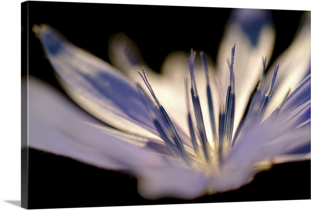 Closely taken photograph of the stamen of a delicate white flower.