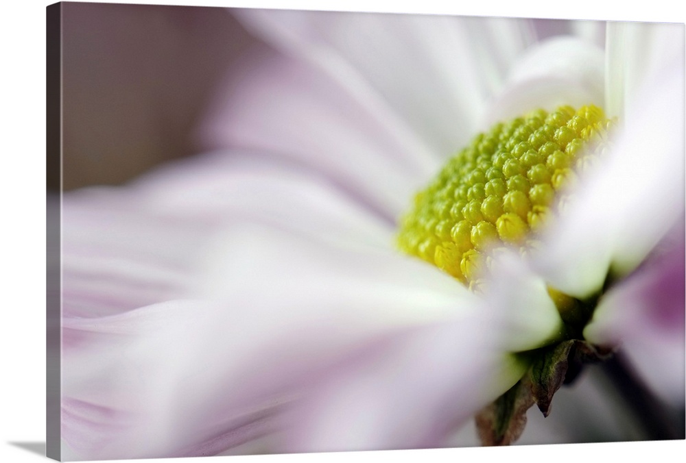 Large photo print of an up close flower showing the petals, stem and center.