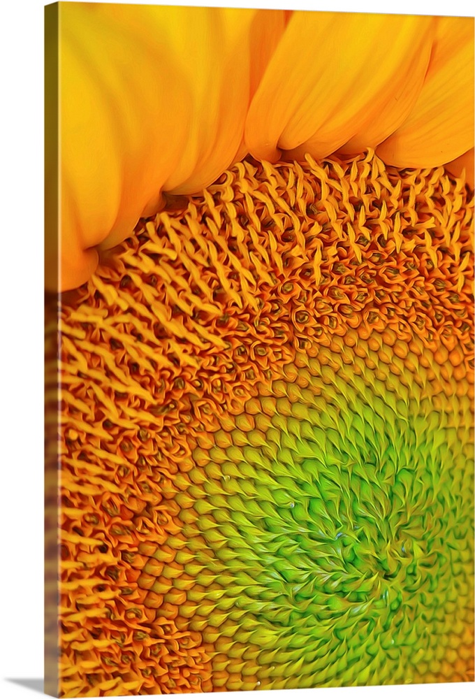 Close-up photograph of vibrant yellow sunflower.