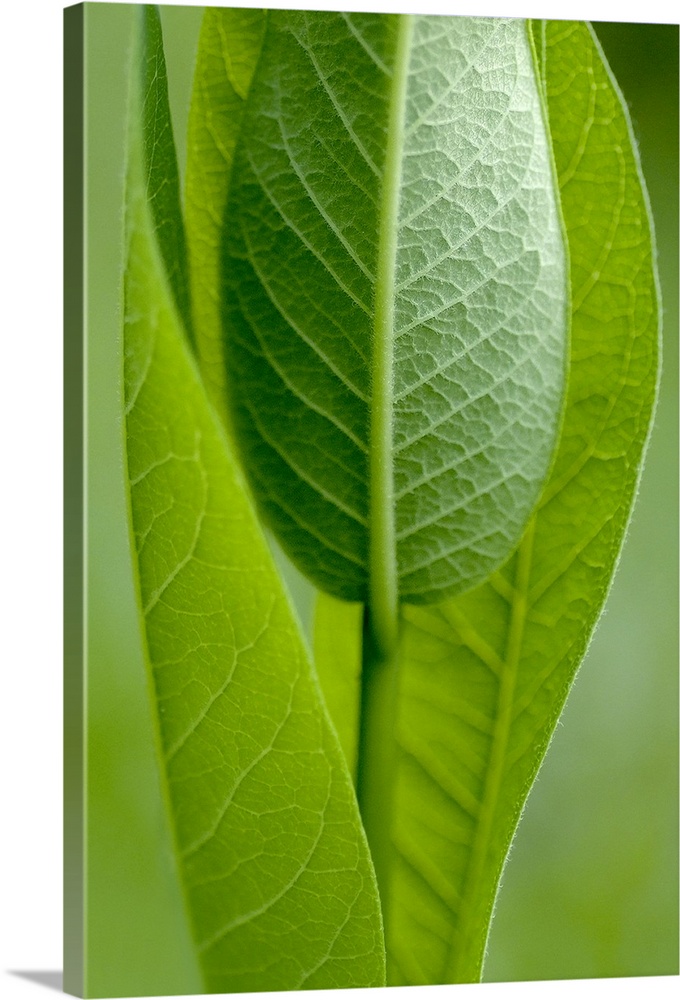 A large vertical piece that is a picture zoomed in on long green leaves standing straight up.