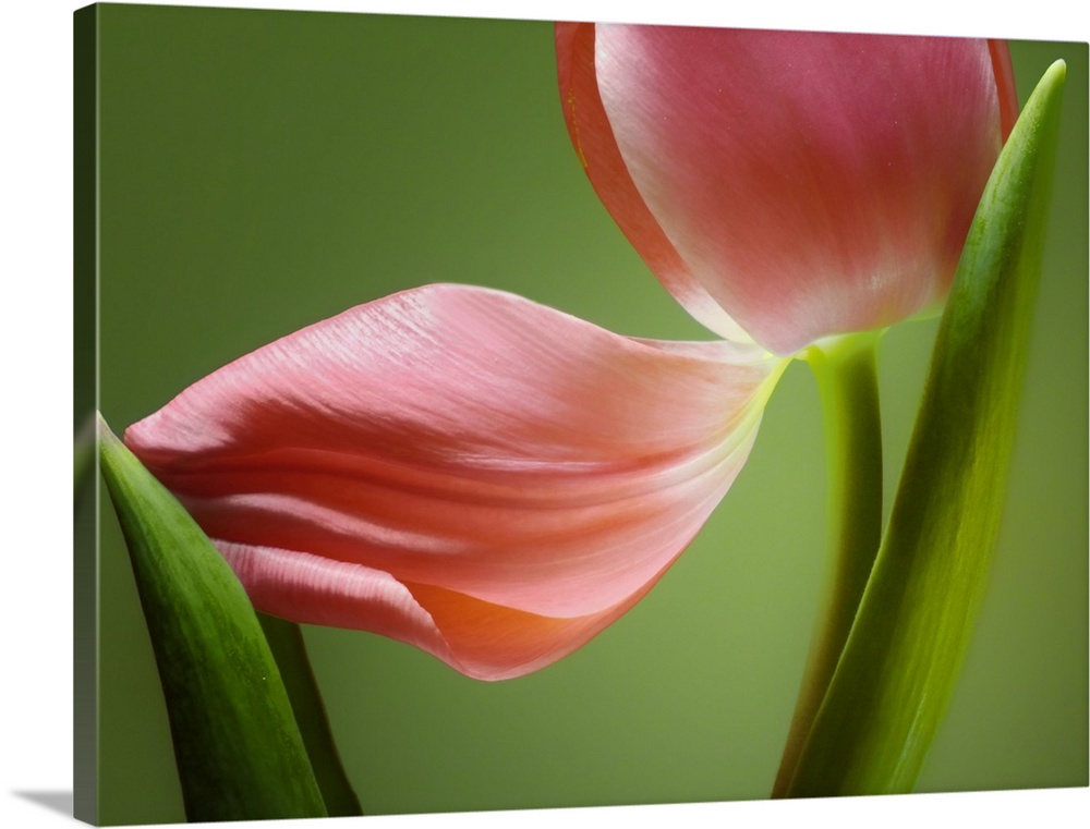 Close up horizontal photograph of a tulip with a fallen petal that is being cradled by one of its leaves.  On a soft, gree...