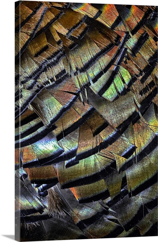 Turkey Feathers | Great Big Canvas